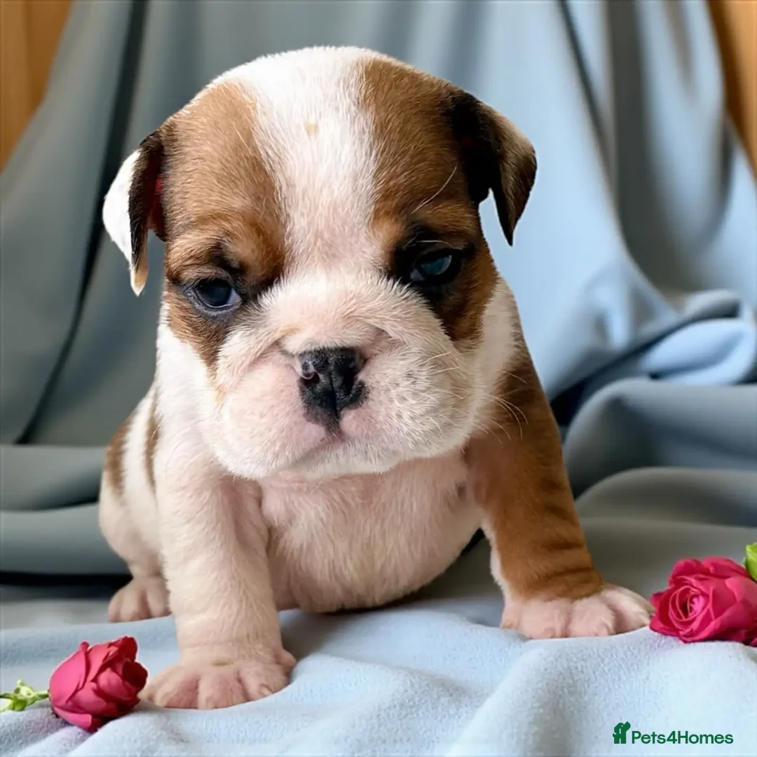 English Bulldog dogs for sale: Gorgeous Purebred English Bulldog Puppies - Image 3