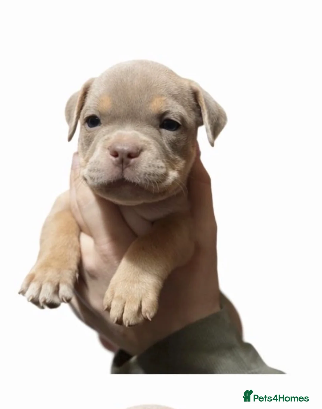American Bully dogs for sale: Stunning pocket bullies pups  - Advert 12