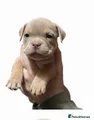 American Bully Puppy 4