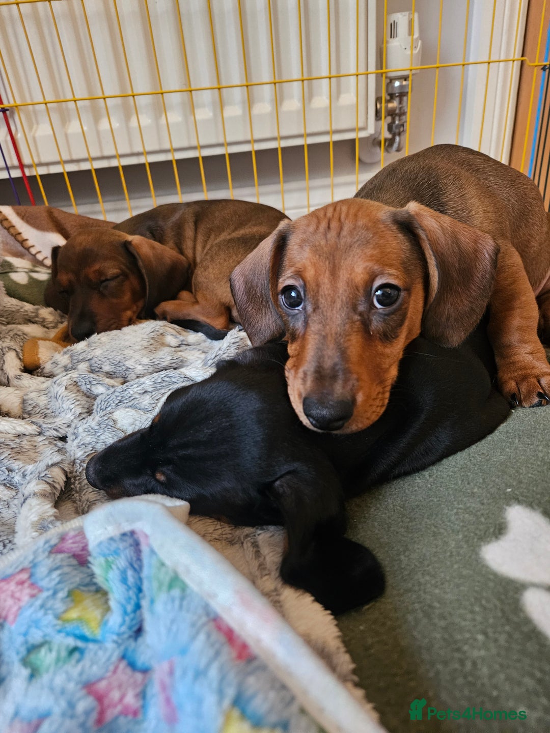 Miniature Dachshund dogs for sale: Beautiful Miniature Dauchund Puppies 💙❤️❤️❤️ in March - Image 1