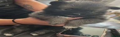 Pomeranian 1