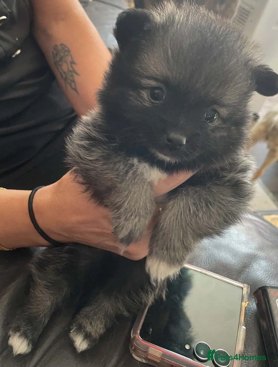 Pomeranian dogs for sale: 2 female pomeranian puppies  - Advert 4