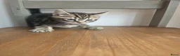 Mixed Breed cats for sale: Kittens for sale blackpool  - Advert 21