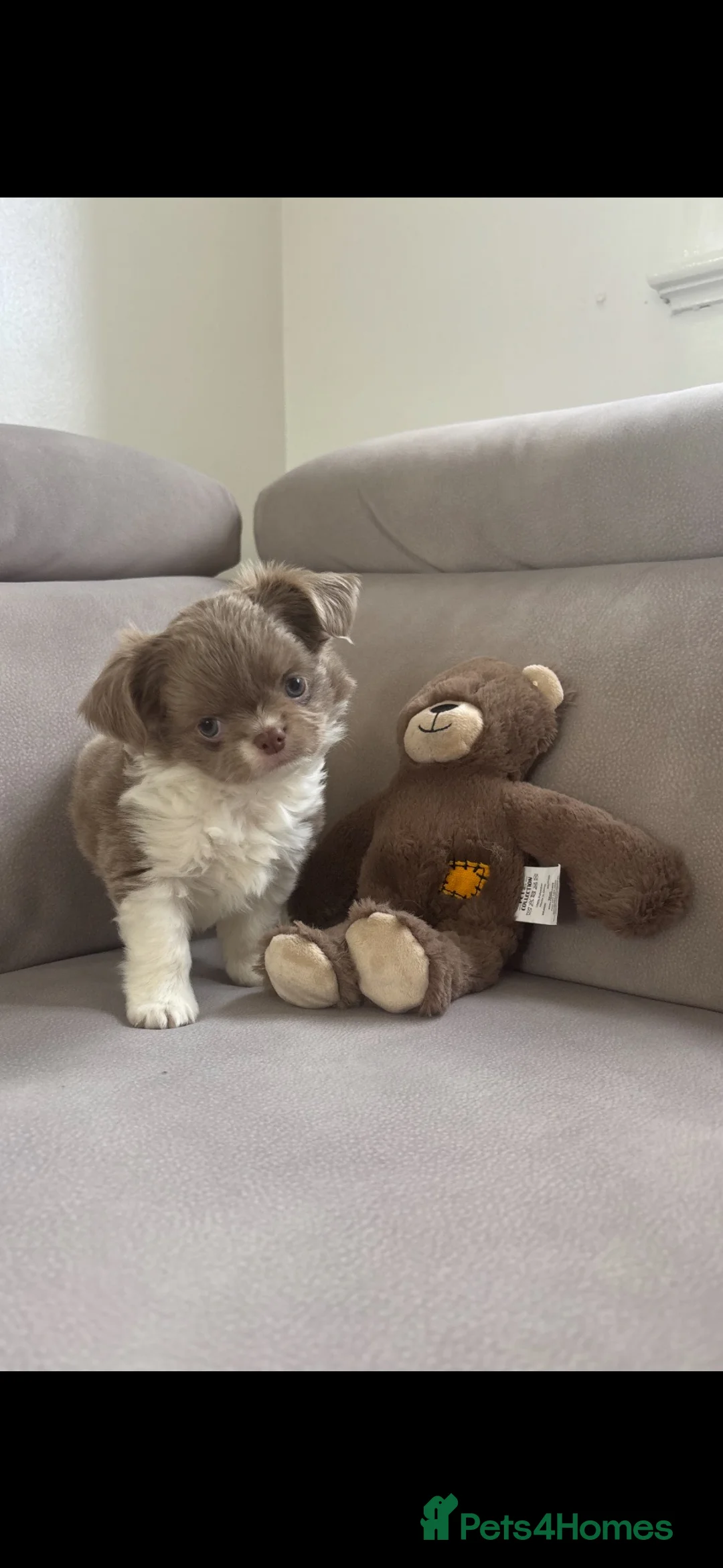 Chihuahua dogs for sale: Lilac and white long haired apple head chihuahua  - Advert 1