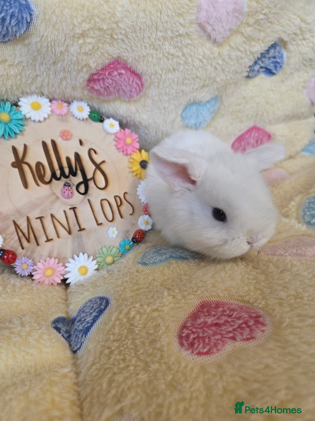 Mini Lop rabbits for sale: Purebred Mini Lop Bunnies  - Advert 2