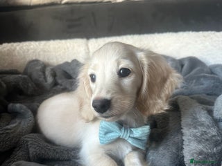 Miniature Dachshund dogs - Advert 5