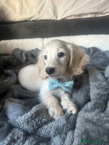 Miniature Dachshund dogs - Advert 2