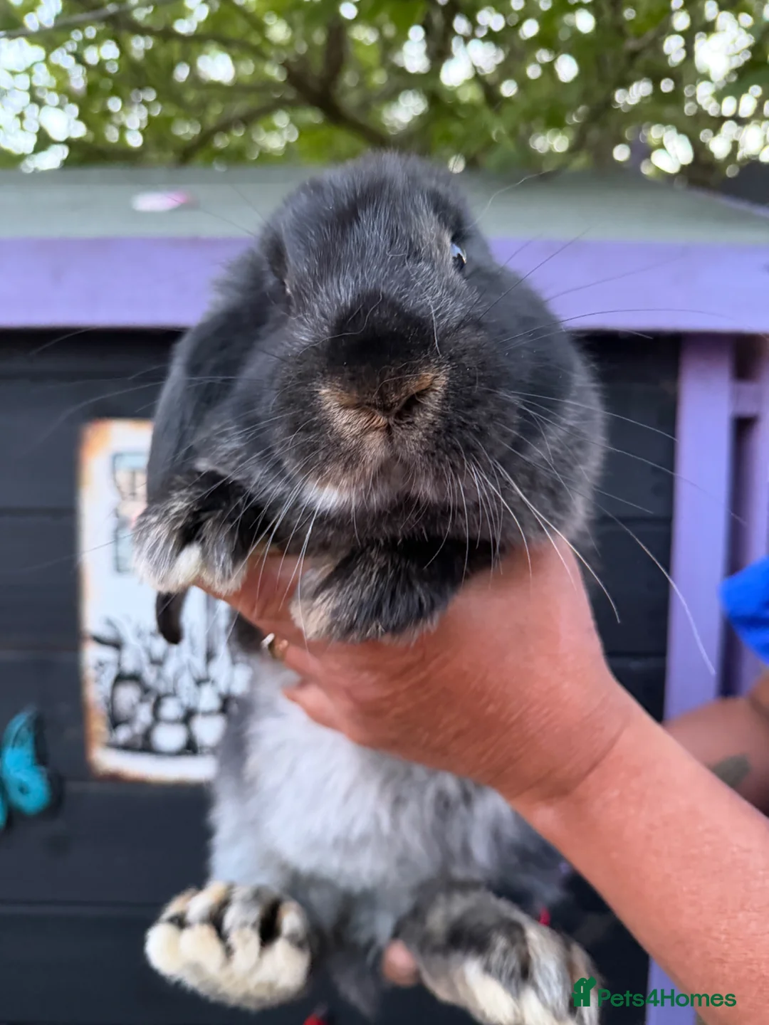 French Lop rabbits for sale: French lop male 10 weeks  - Advert 4