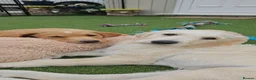 Double Doodle dogs for sale: Double Doodle Puppies (Hypoallergenic) - Advert 13