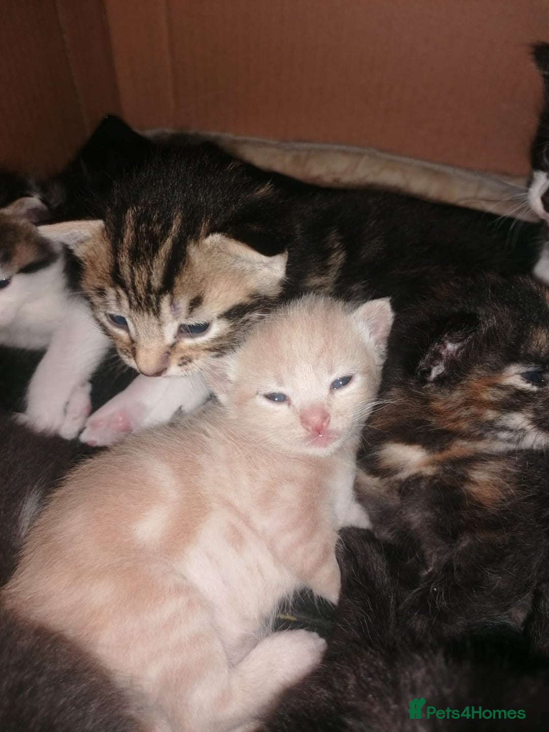 Mixed Breed cats for sale: Absolutely Gorgeous, Affectionate,playful kittens  - Image 17