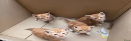 Mixed Breed cats for sale: Ginger girls and tortashell Kittens male & female  in Beaworthy - Advert 10