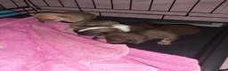 Chihuahua dogs for sale: AVAILABLE: PRICE LOWERED - Advert 12