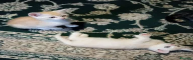 Mixed Breed Kitten 3