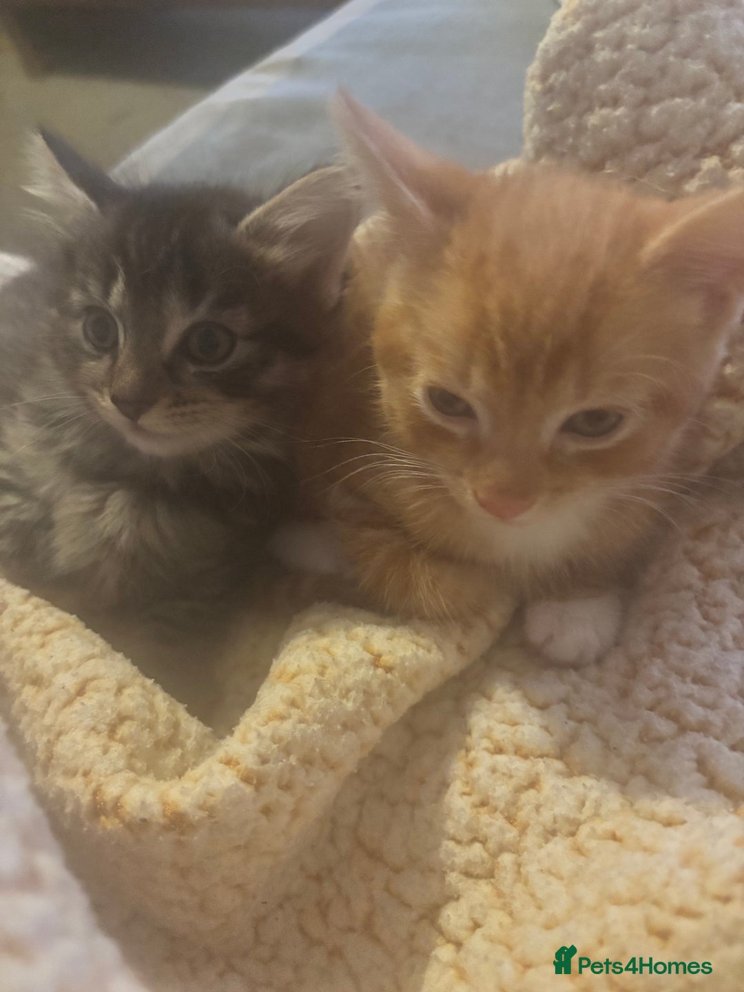 Domestic Shorthair cats for sale: Three kittens needing forever homes  - Image 5