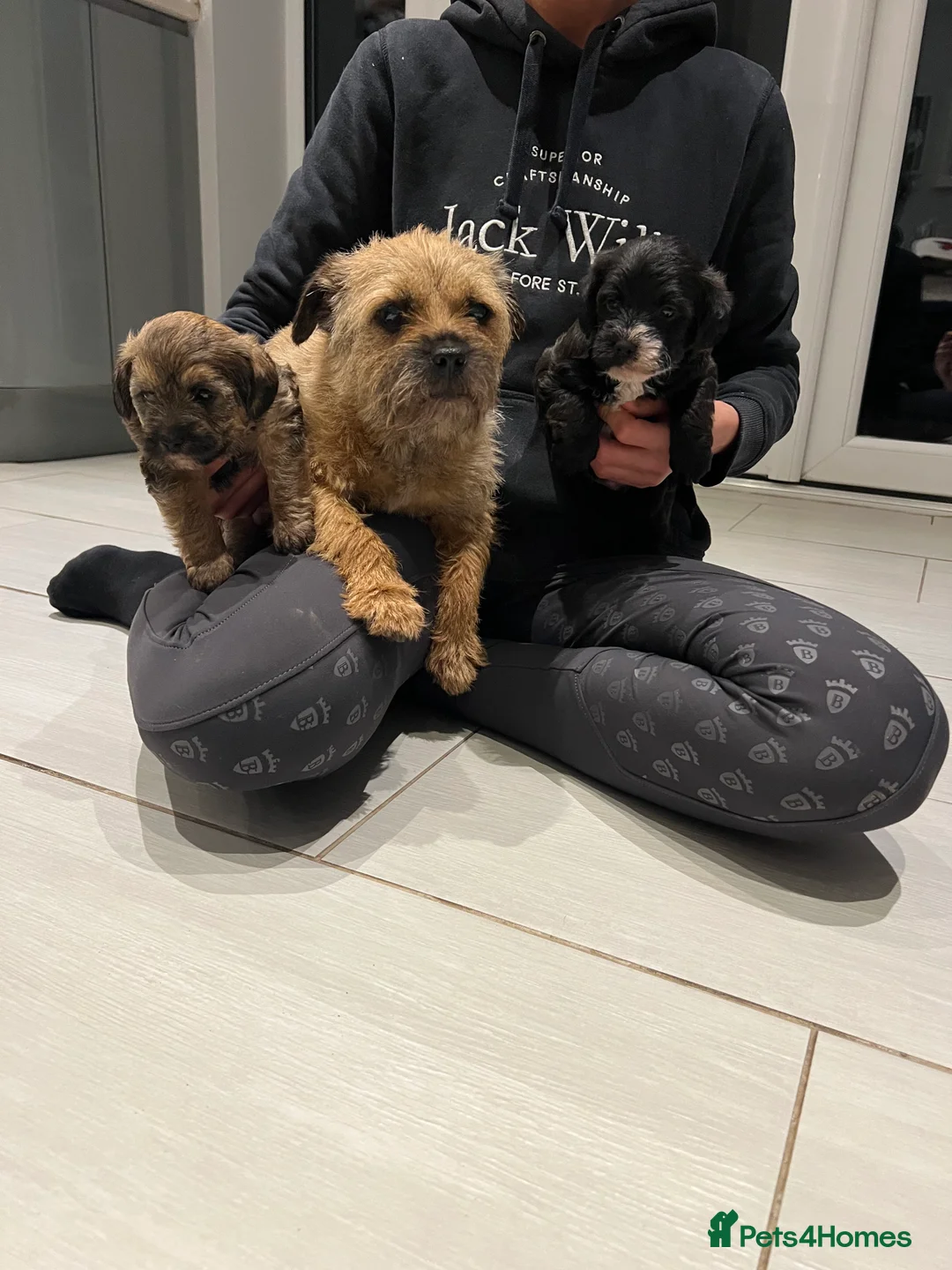 Mixed Breed dogs for sale: Borderpoo pups for sale(borderterrier x toypoodle) in Manchester - Advert 19