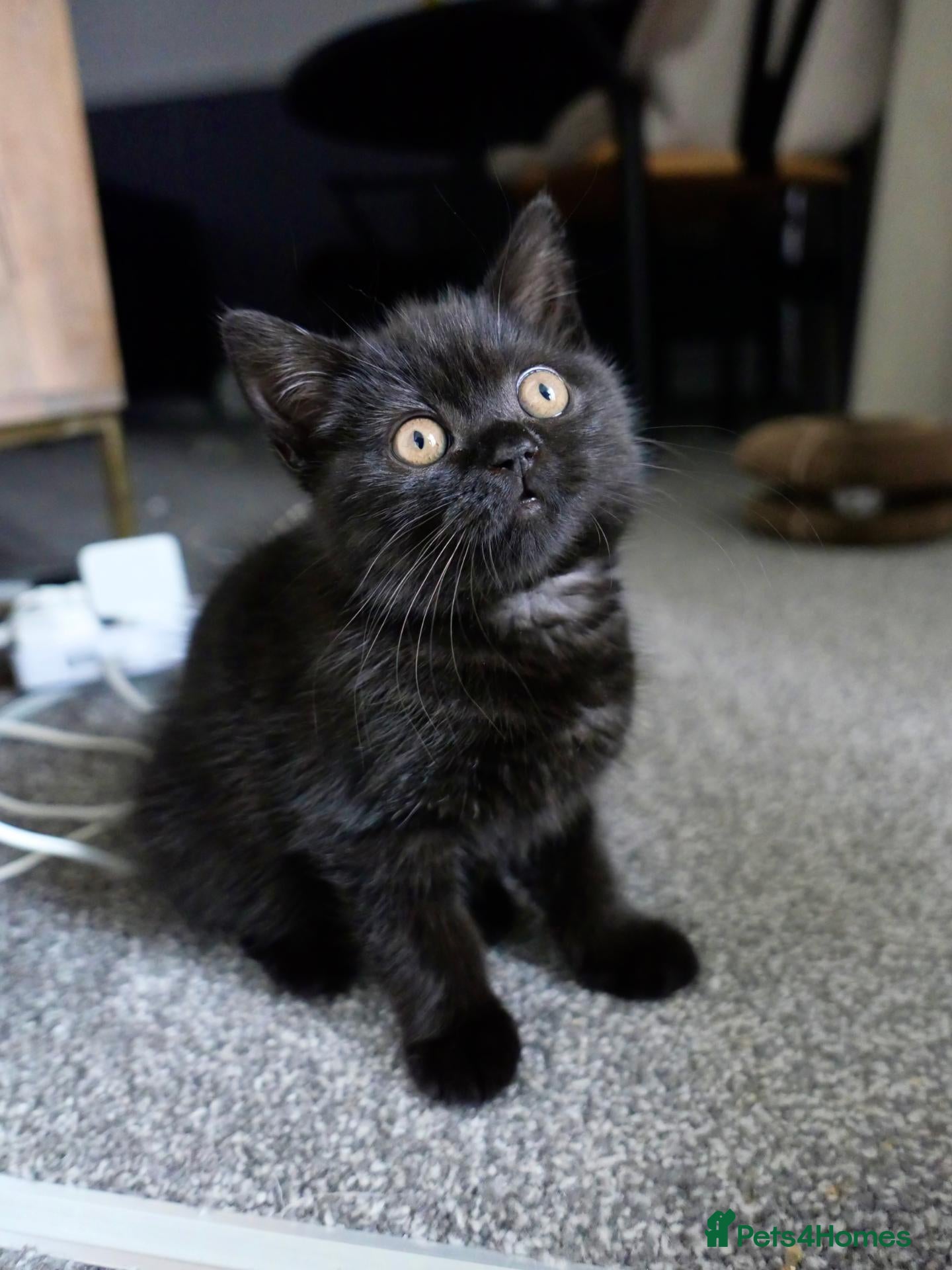 British Shorthair cats GCCF registered Black British Shorthair Kitten - Advert 1