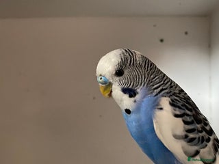 Budgerigars birds - Advert 30