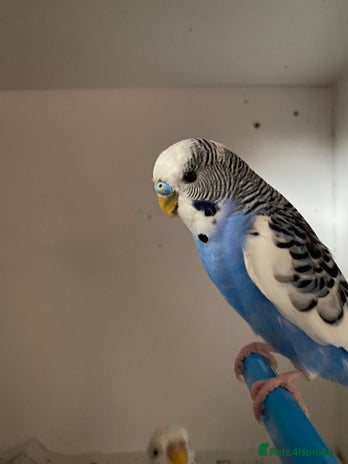 Budgerigars birds Beautiful young Budgies for sale - Advert 1
