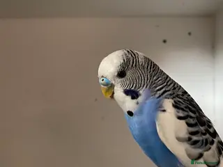 Budgerigars birds Beautiful young Budgies for sale - Advert 9