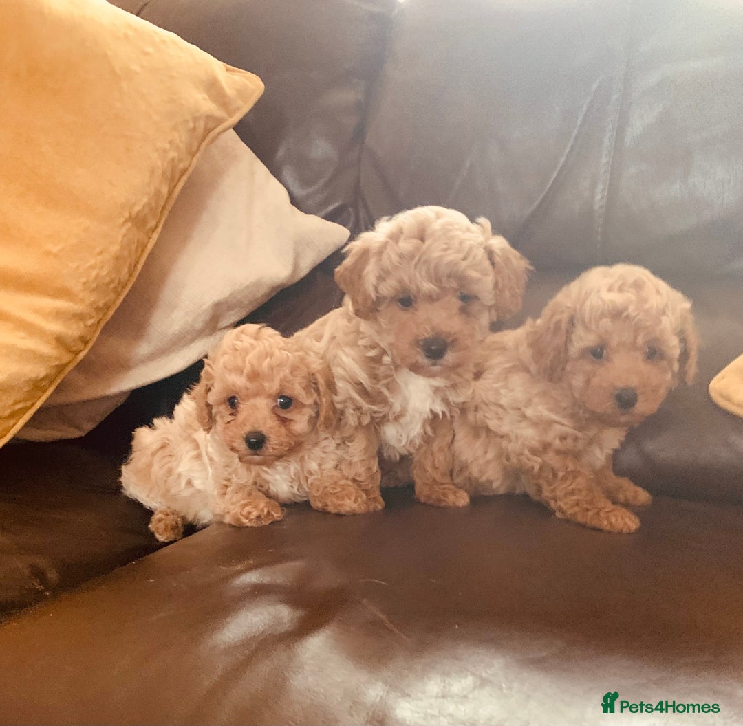 Poochon dogs for sale: Outstanding Poochon puppies - Advert 14