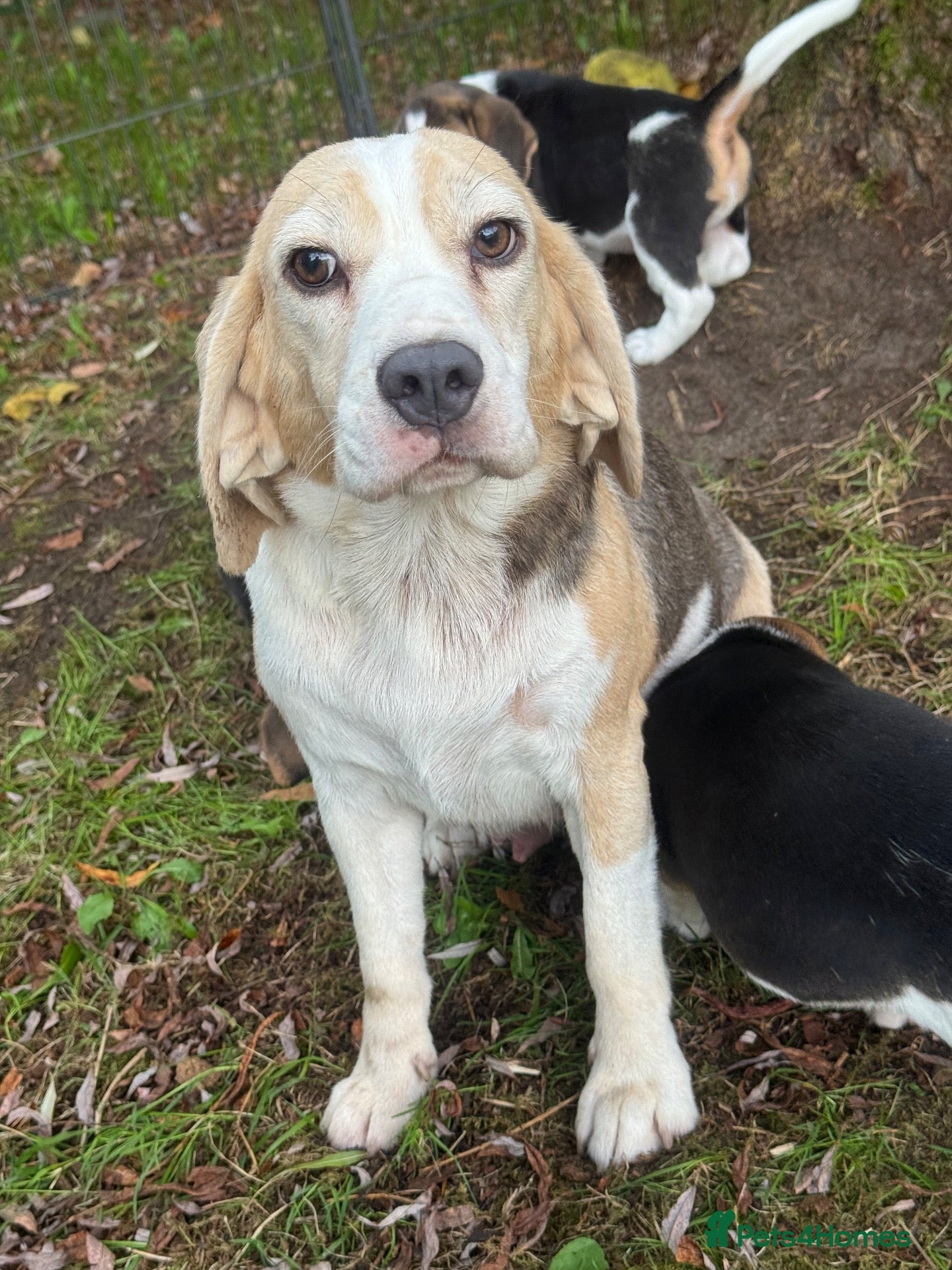 Beagle dogs 🐶 BEAUTIFUL KC REGISTERED CHUNKY BEAGLE PUPPIES🐶 - Advert 2