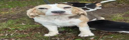 Beagle dogs for sale: 🐶 BEAUTIFUL KC REGISTERED CHUNKY BEAGLE PUPPIES🐶 - Advert 2