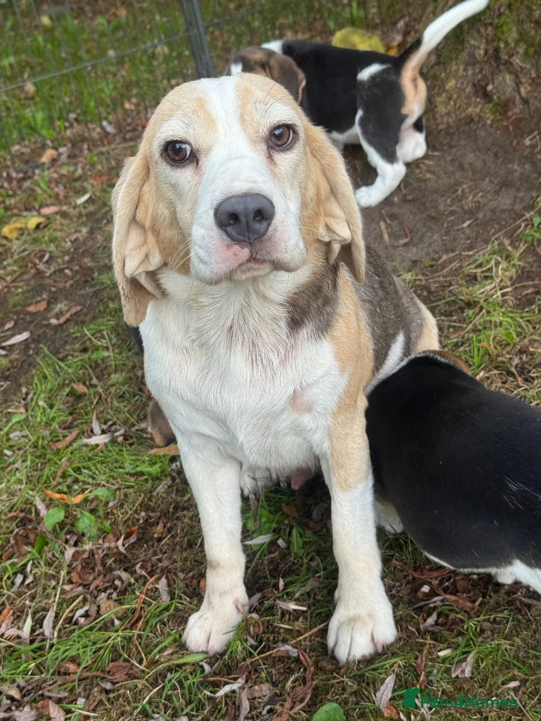 Beagle dogs for sale: 🐶 BEAUTIFUL KC REGISTERED CHUNKY BEAGLE PUPPIES🐶 - Advert 2