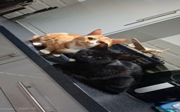 Domestic Shorthair cats for sale: 3 Tortoiseshell & 1 Black Kitten For Sale  - Image 4