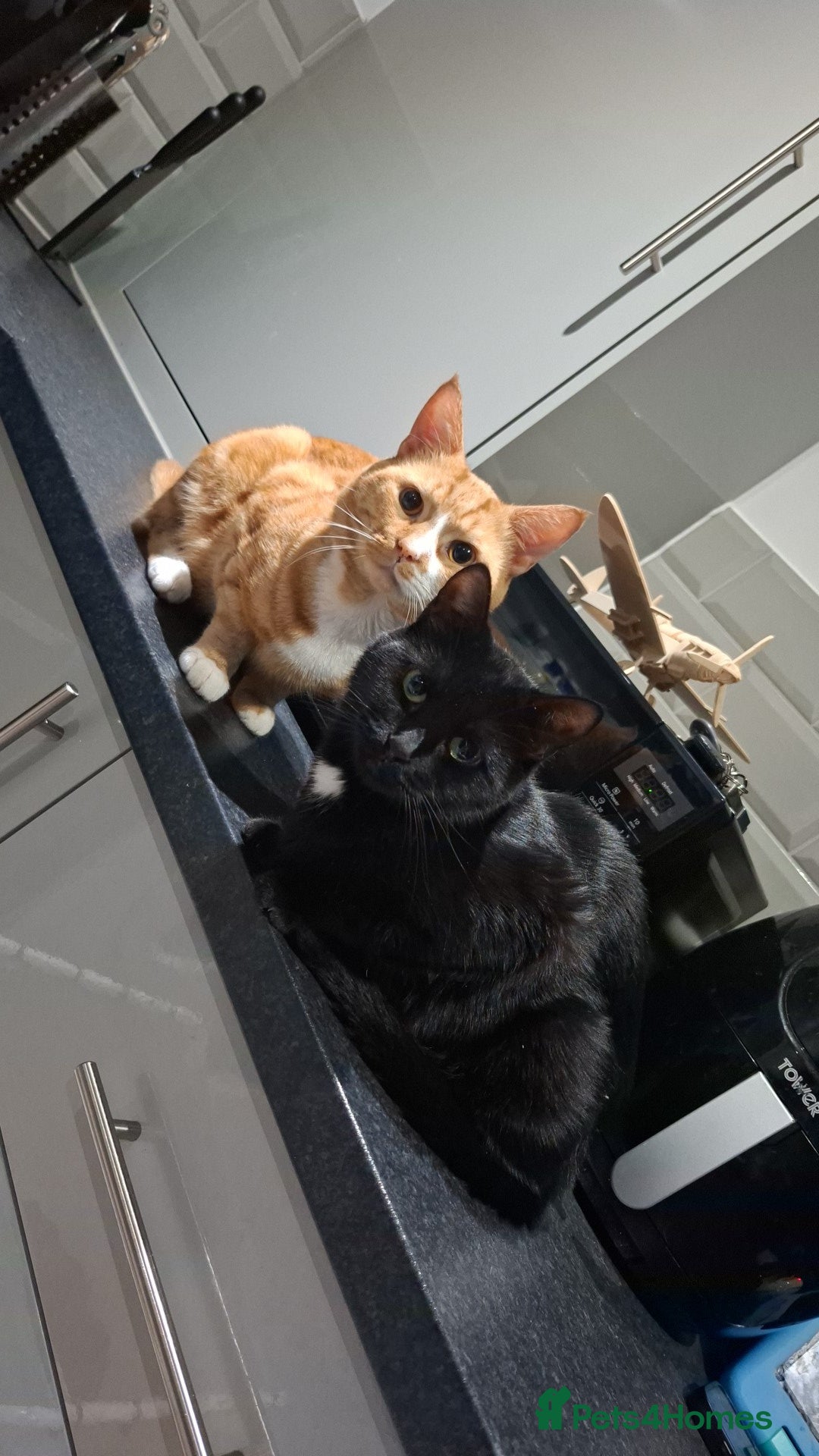 Domestic Shorthair cats for sale: 3 Tortoiseshell & 1 Black Kitten For Sale  - Image 4