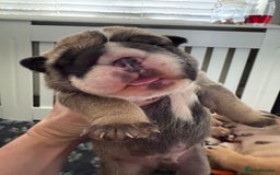 English Bulldog dogs for sale: Traditional English Bulldog Puppies  - Image 18