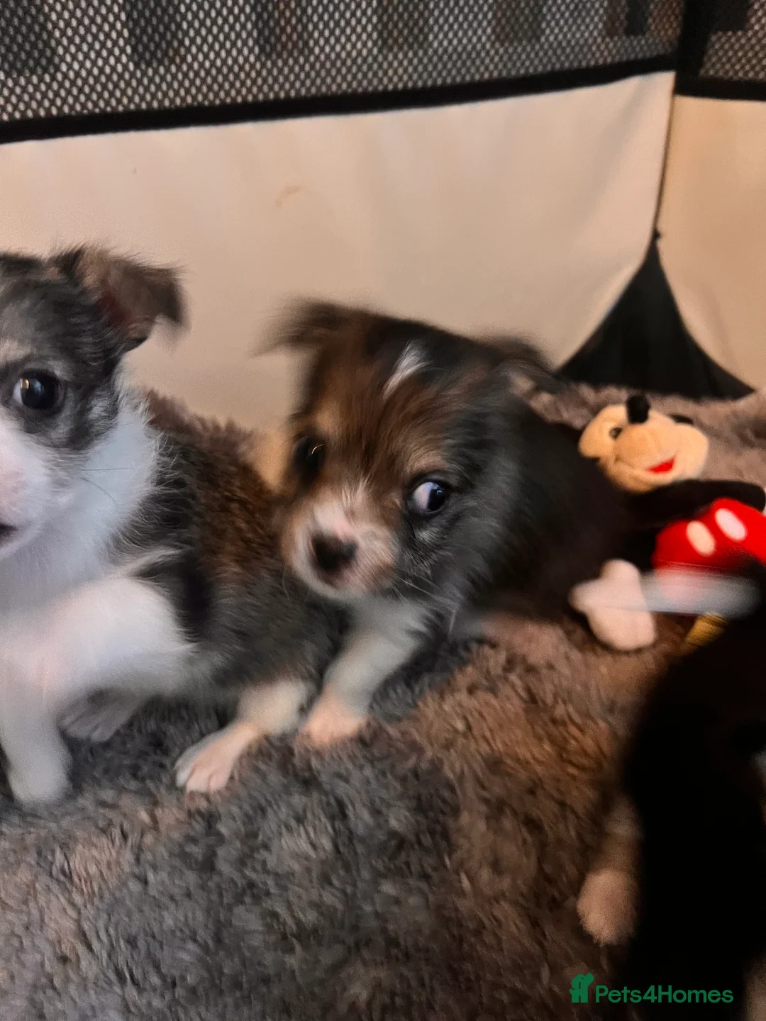 Mixed Breed dogs for sale: Adorable Malchi puppies available 🐶 - Advert 7