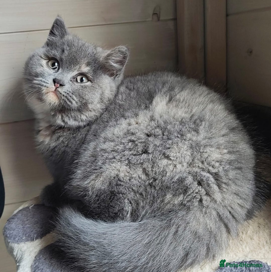 British Shorthair cats for sale: British Shorthair Kitten Tortie Girl - Advert 3