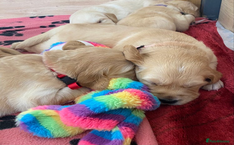 Golden Retriever dogs - Advert 10