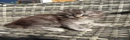 Maine Coon cats for sale: Gorgeous MaineCoon Kittens - Advert 5