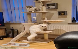 Persian cats for sale: Beautiful Persian X BSH Kittens  - Image 6