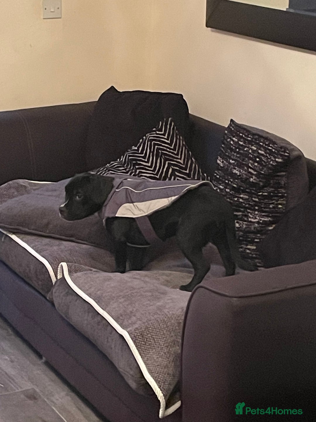 Mixed Breed dogs for sale: Ronnie and Reggie  - Advert 13