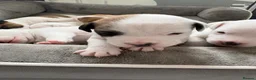 Jack Russell dogs for sale: Beautiful 6 pups for sale - Advert 7