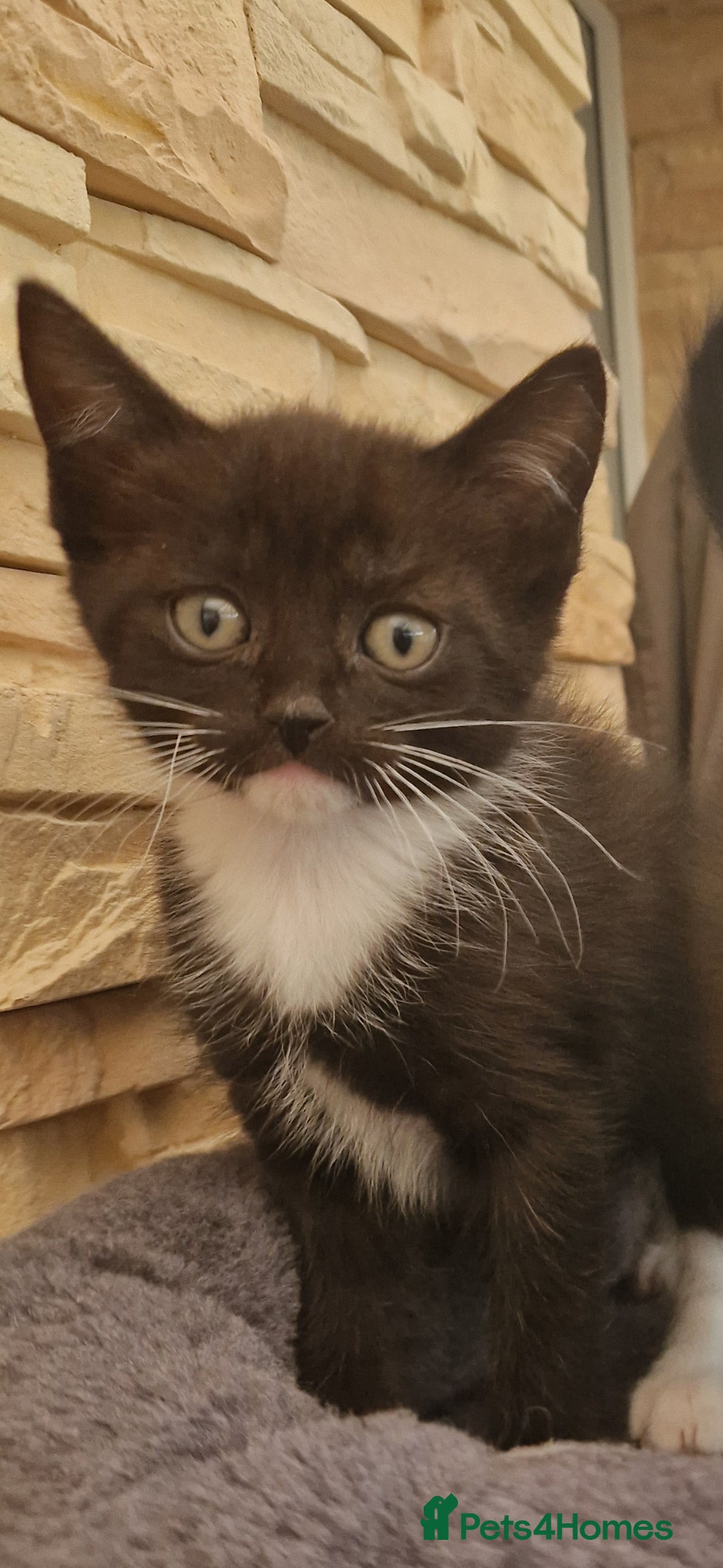 Mixed Breed cats for sale: Kittens 🐈‍⬛ - Image 9