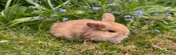 Mini Lop rabbits for sale: Beautiful mini-lop baby rabbits - Advert 3