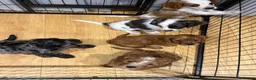 Mixed Breed dogs for sale: Cavapoo Puppies - Advert 14