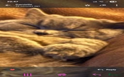 British Longhair cats for sale: British long hair  - Image 3