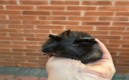 Guinea Pig rodents for sale: Pretty baby Guineapigs  in Chelmsford - Image 4