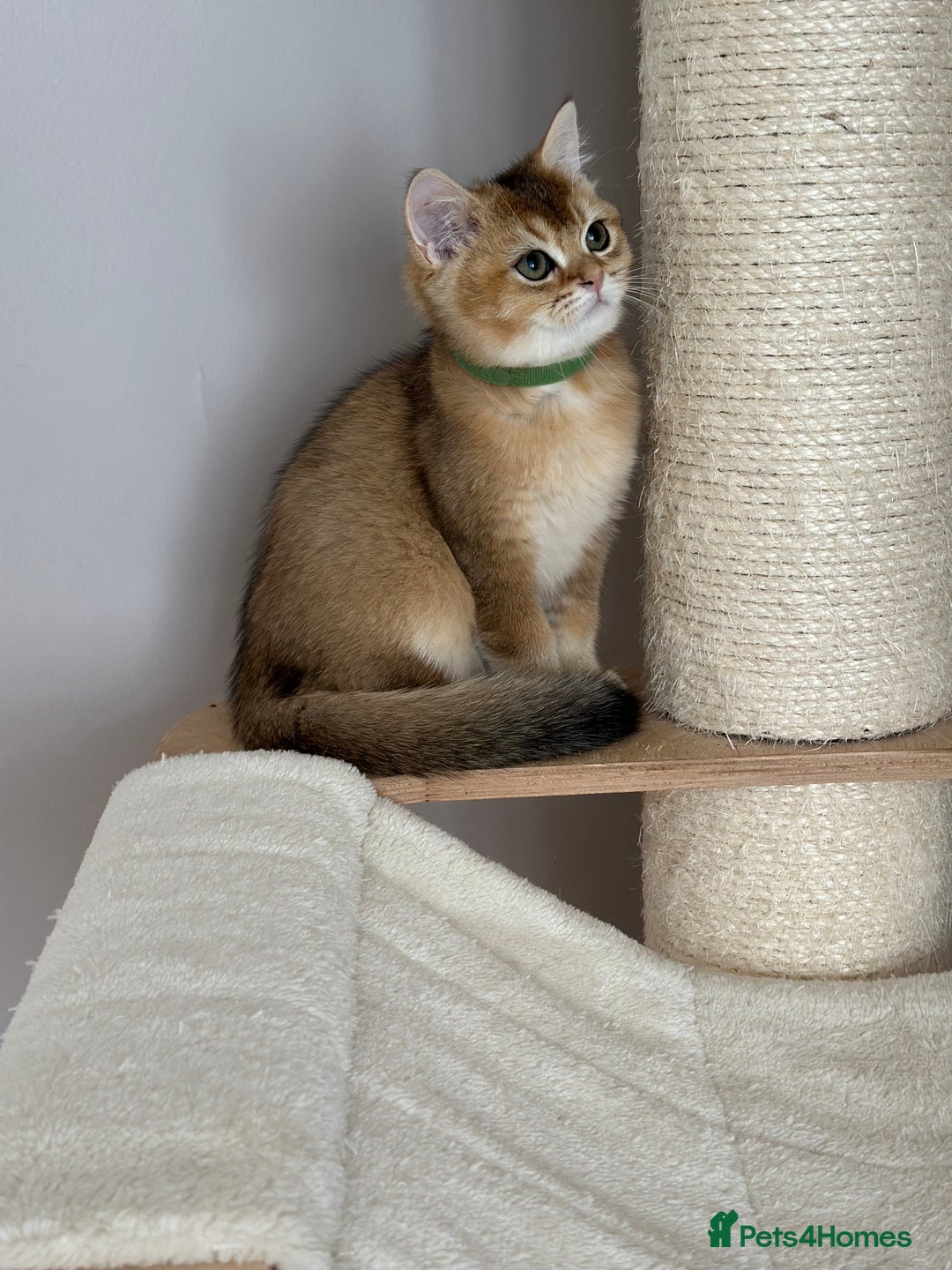 British Shorthair cats for sale: ‼️LAST KITTEN LEFT ‼️BSH Golden kittens  - Image 23