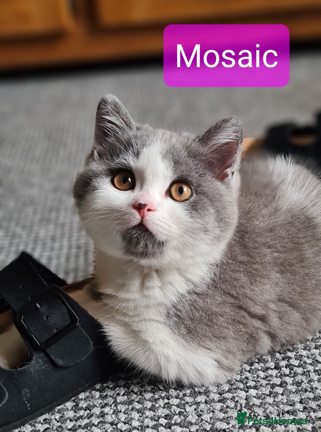 British Shorthair cats for sale: 4 PEDIGREE kittens READY TO GO! 2 LEFT - Image 19