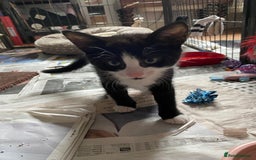 British Shorthair cats for sale: Kittens for sale !! Loving and playful  - Image 19