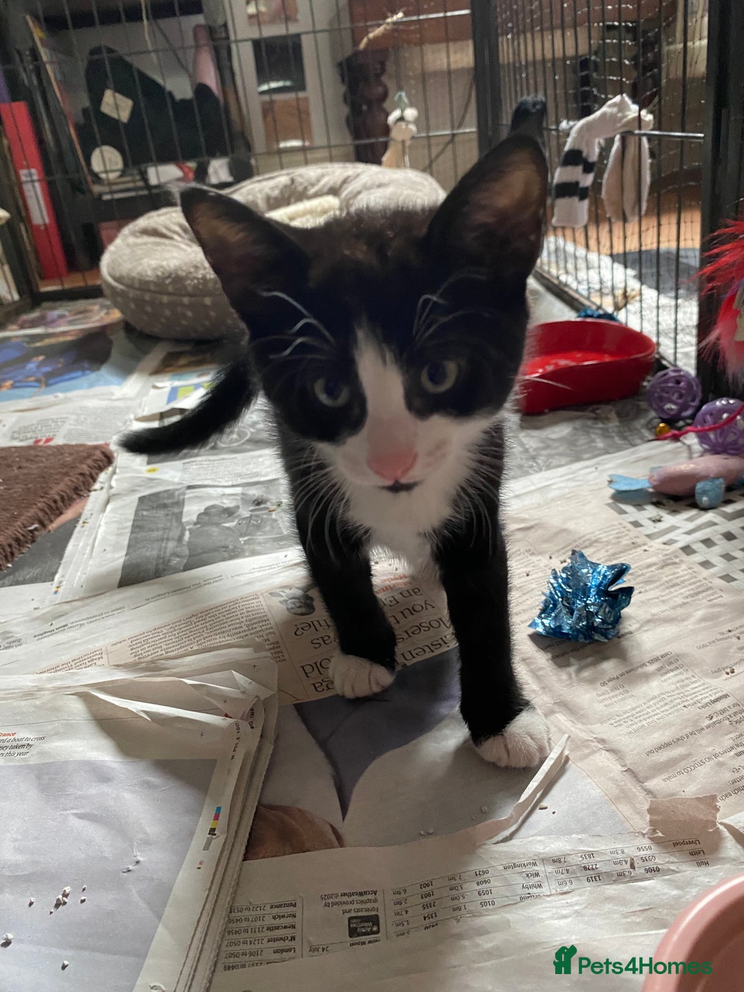 British Shorthair cats for sale: Kittens for sale !! Loving and playful  - Image 19