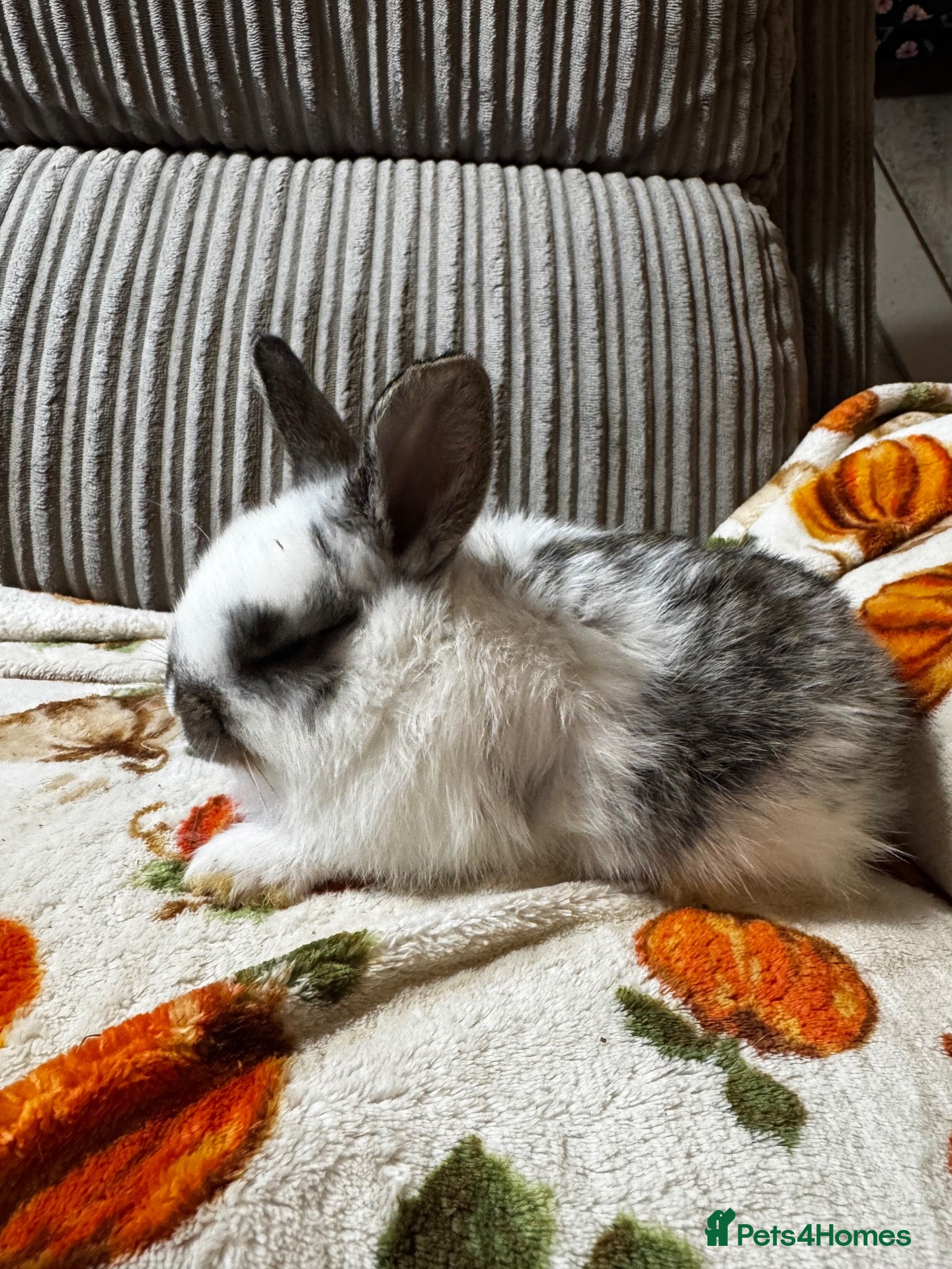 French Lop rabbits for sale: French lop x English spot  - Advert 20