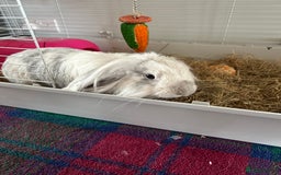 Lionhead rabbits for sale: 1 year old indoor female rabbit - Image 1
