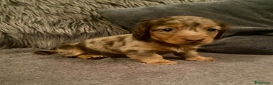 Miniature Dachshund Puppy 2