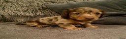 Miniature Dachshund dogs for sale: Stunning Miniature Daschund - Advert 7